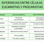 10 diferencias clave entre células eucariotas y procariotas