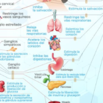 10 Diferencias Clave: Simpático vs Parasimpático