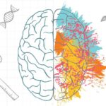 10 diferencias entre cerebro izquierdo y derecho