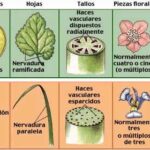 10 diferencias entre monocotiledóneas y dicotiledóneas