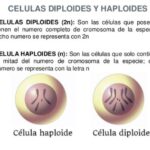 Células Diploides vs. Haploides: ¿Cuáles son sus principales diferencias?
