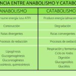 ¿Cuál es la diferencia entre anabolismo y catabolismo?