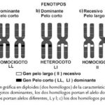 ¿Cuáles son las diferencias clave entre los genes y los cromosomas?