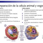 Cuáles son las principales diferencias entre las células animales y las células vegetales