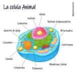 Cuáles son los componentes esenciales y roles de las células