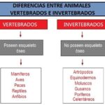Diferencias entre vertebrados e invertebrados
