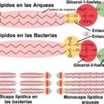 Diferencias y similitudes entre Arqueas y Bacterias