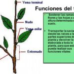 Estructuras y Funciones Vitales de las Partes de la Planta
