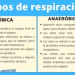 Respiración aeróbica vs respiración anaeróbica: diferencias clave y ejemplos
