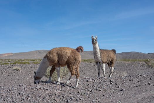 2021 Toyota Highlander Review | What’s new, size, fuel efficiency