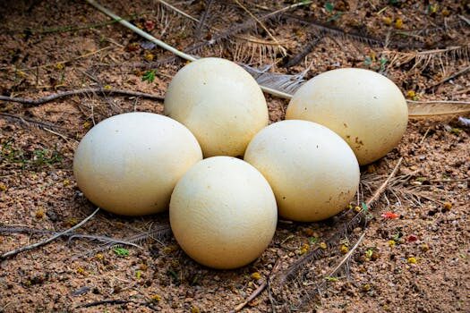 Honda won&#8217;t like the Volkswagen Golf R&#8217;s AWD system