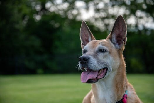 How Nissan avoided a massive recall with one smart strategy