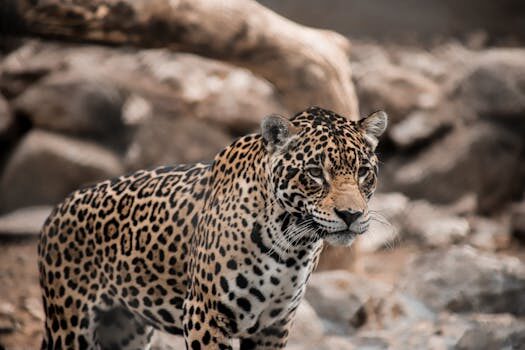 Jaguar reveals its future with polarizing Type 00