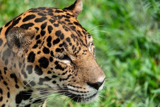 Jaguar reveals its future with polarizing Type 00