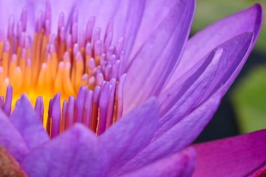 Lotus news: performance &amp; electric future