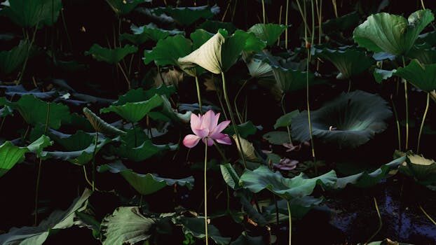 Lotus news: performance &amp; electric future