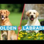 5 diferencias clave entre Golden y Labrador Retriever