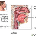 6 diferencias entre dolor de garganta y faringitis