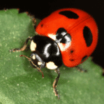 7 diferencias clave entre mariquita y escarabajo asiático