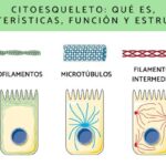 7 diferencias entre microfilamentos y microtúbulos