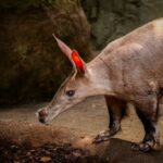 Aardvark vs. Oso Hormiguero: 10 diferencias fundamentales