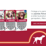 Advantix vs Frontline en perros y gatos: cuál es mejor