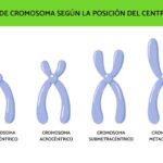 Chromatina vs Cromosoma: Descubre sus 7 Diferencias Clave