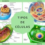 Cilios vs Flagelos: Descubre las 10 Diferencias Esenciales