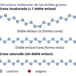 Cis Fat vs Trans Fat: Descubre las Diferencias Clave