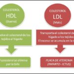 Cuál es la diferencia entre el colesterol HDL y LDL