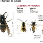 Cuál es la diferencia principal entre una avispa y un avispón