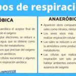 Cuáles son 10 diferencias clave entre aeróbica y anaeróbica