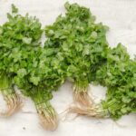 Cuáles son 10 diferencias clave entre cilantro y perejil