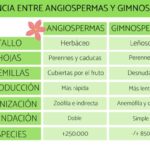 Cuáles son 10 diferencias entre Angiospermas y Gimnospermas