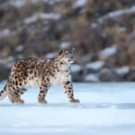 Cuáles son 10 diferencias entre Leopard y Snow Leopard