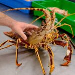 Cuáles son 7 diferencias clave entre cangrejos y langostas