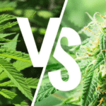 Cuáles son las 10 diferencias claves entre Indica y Sativa