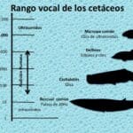 Cuáles Son las 10 Principales Diferencias entre Delfín y Marsopa