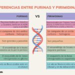 Cuáles son las 5 diferencias entre purinas y pirimidinas