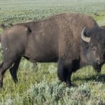 Cuáles son las 7 diferencias clave entre bisontes y búfalos