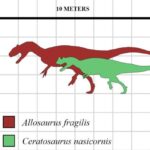 Cuáles son las 7 diferencias entre Allosaurus y T-Rex
