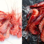 Cuáles son las diferencias claves entre langostinos y camarones