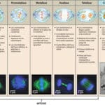 Cuántas divisiones suceden en Mitosis versus Meiosis