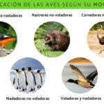 Cuervo vs Cóndor: Descubre 10 Diferencias Clave Entre Ellos
