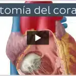Diferencias clave entre aorta y arteria pulmonar