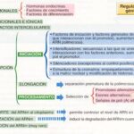 Diferencias clave entre transcripción y traducción