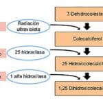 Diferencias clave: Ergocalciferol vs Calciferol en Nutrición