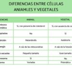 Diferencias y Similitudes Entre Células Animales y Vegetales