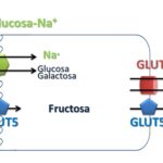 Fructosa vs Glucosa: Descubre las 10 Diferencias Cruciales