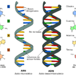 Gameto vs Cigoto: Explorando 7 Diferencias Cruciales